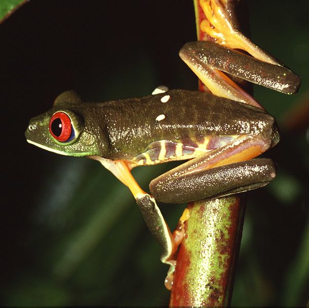 File:Agalychnis callidryas.jpg