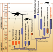 December 19: Diplodocoidea cladogram