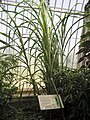 Sugar cane Saccharum officinarum at Kew Gardens, London, England