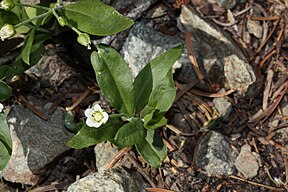 Moehringia macrophylla