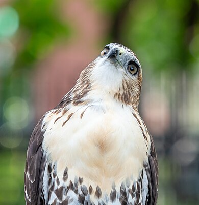 Red-tailed hawk