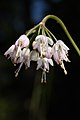 Allium cernuum