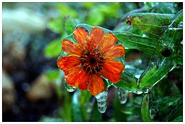 ice-covered flower after a storm