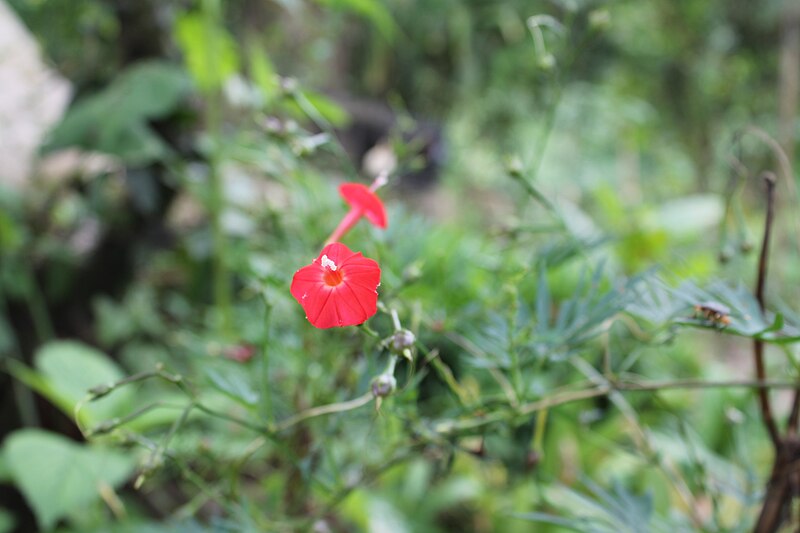 File:Ipomoea quamoclit 01.jpg