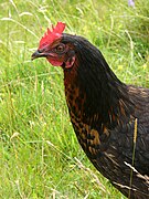 Lismore-rooster.jpg