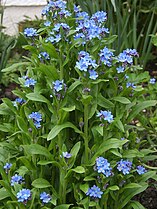 forget-me-not (Myosotis)