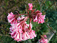 Viburnum × bodnantense