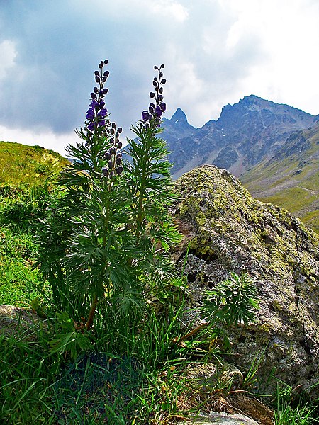 File:Aconitum napellus 007.JPG