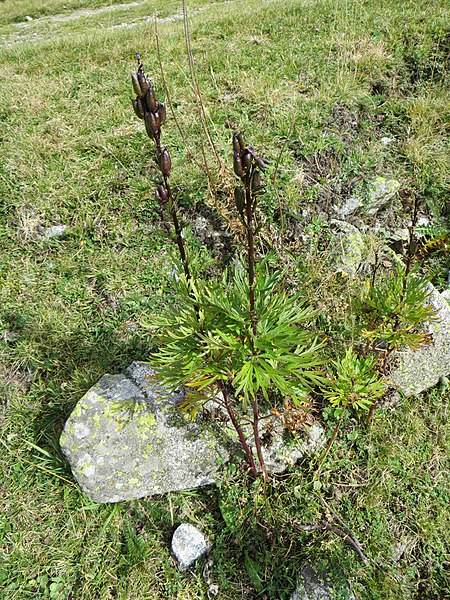 File:Aconitum napellus plant (14).jpg