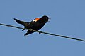 * Nomination: Red-winged Blackbird --Cephas 12:27, 23 July 2009 (UTC) * * Review needed