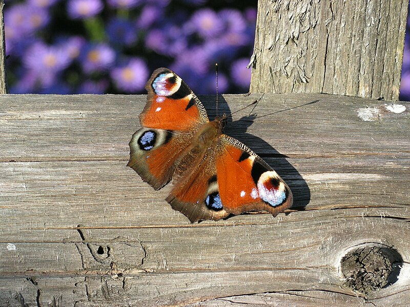 File:Babočka paví oko (Inachis io).jpg