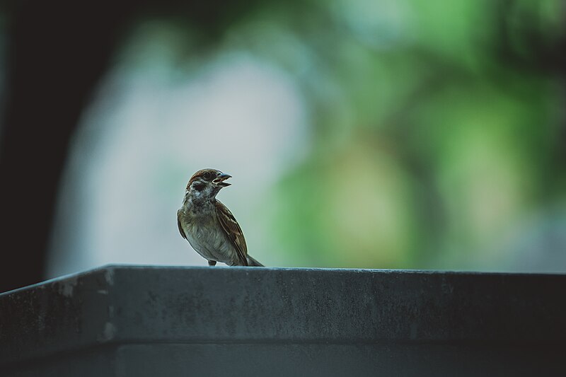 File:Bird with head turned (Unsplash).jpg