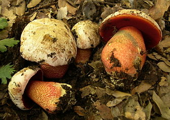 Boletus rhodoxanthus