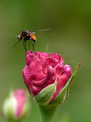 Bombyliidae