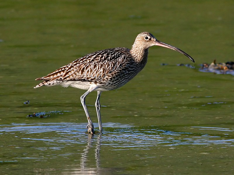 File:Curlew (Numenius arquata) (12).jpg