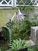 Hosta helonioides