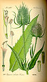 Dipsacus fullonum (as syn. Dipsacus sylvestris) plate 563 in: Otto Wilhelm Thomé: Flora von Deutschland, Österreich u.d. Schweiz, Gera (1885)