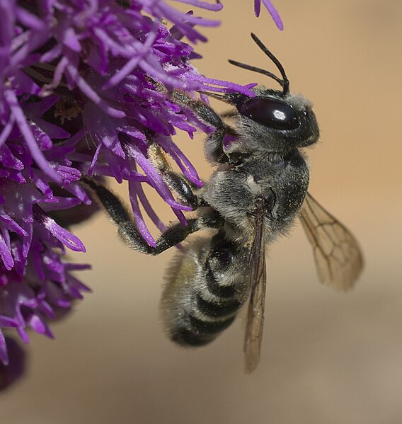 File:Megachile policaris P1190162a.jpg