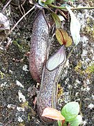 Nepenthes nigra