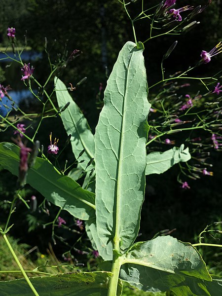 File:Prenanthes purpurea sl4.jpg