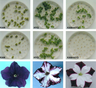 August 27: Gene silcencing in Genetically modified plants (here: Petunia).