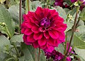 * Nomination Dahlia cultivar at the Brooklyn Botanic Garden. --Rhododendrites 04:52, 10 October 2017 (UTC) * Promotion Mmmm, nice! Good quality. Would IMO be even better with WB a little bit less blue, but that's a matter of taste. --W.carter 22:08, 10 October 2017 (UTC)