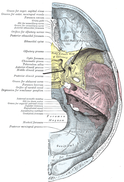 File:Foramen rotundum.png