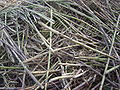 Cut sugar cane, Réunion island