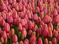 "Tulip_1290175.jpg" by User:Nevit