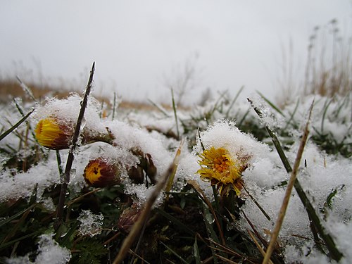 Hawkweed under snow, Denmark.