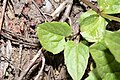 Arnica latifolia