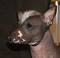 Peruvian hairless dog in medium - size