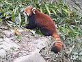 Chengdu Red Panda