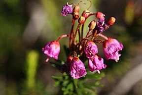 Phyllodoce empetriformis