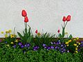 "Blumenschmuck_Frühling.JPG" by User:4028mdk09