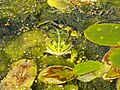 Deutsch: Teichfrosch im Botanischen Garten Bochum. English: Edible frog in the Bochum botanical garden.