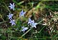 Deutsch: Glockenblume (Campanula spec.) English: bellflower