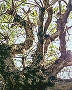 Fragipani tree.jpg