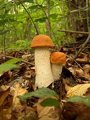 Leccinum aurantiacum