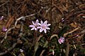 Lewisia columbiana