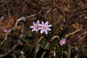 Lewisia columbiana