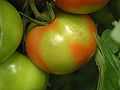 Tomate Frucht Kalimangel / tomato fruit with yellow spots caused by potassium deficiency