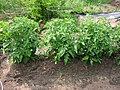 Plantas jóvenes / Young tomato plants