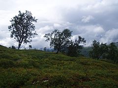 Trees on a mountain near Voss