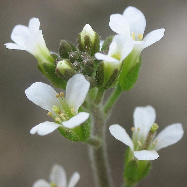 File:Arabidopsis thaliana inflorescencias (cropped).jpg