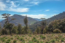 Chelia Mountains, Algeria