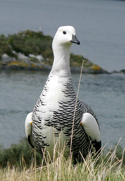 File:Chloephaga picta1 (Tierra del Fuego).jpg