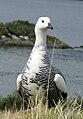 * Nomination Magellan Goose, (Chloephaga picta), Male - Tierra del Fuego - Patagonie --Butterfly voyages 04:30, 29 July 2009 (UTC) * Decline Blurry & noisy. --kallerna 16:03, 31 July 2009 (UTC)