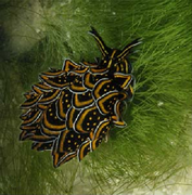 April 10: The sea slug Cyerce nigricans feeding on Chlorodesmis fastigiata.