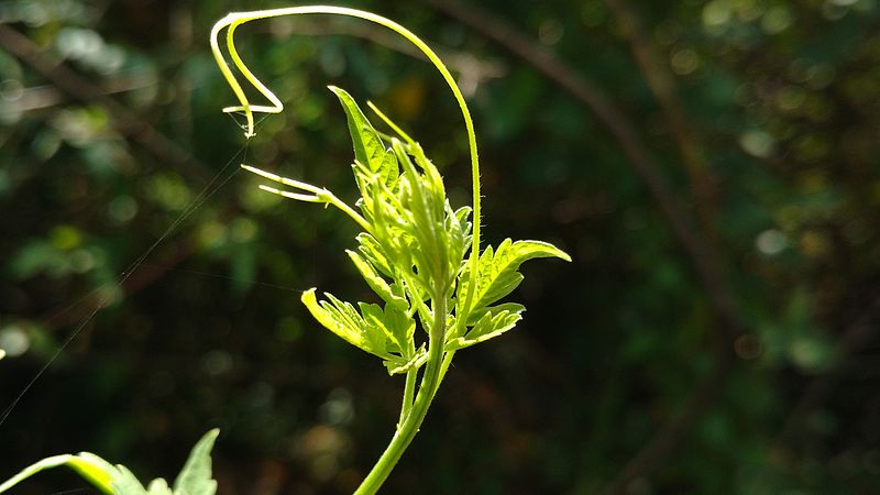 File:FRESH LEAF.jpg